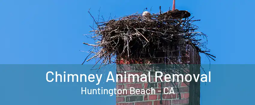 Chimney Animal Removal Huntington Beach - CA