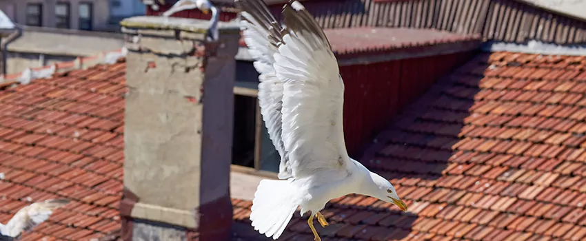 Residential Chimney Animal Removal Solution in Huntington Beach, CA